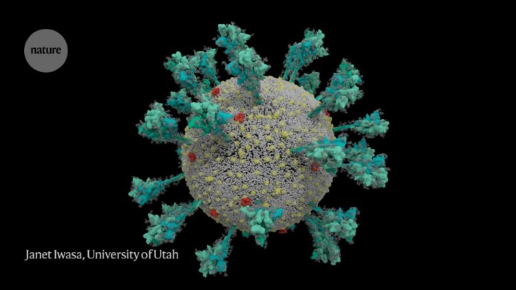 Как коронавирус заражает клетки и почему вариант Дельта такой опасный? Самая подробная компьютерная симуляция коронавируса SARS-CoV-2. Данные получены исследователями из Университета штата Юта. Фото.