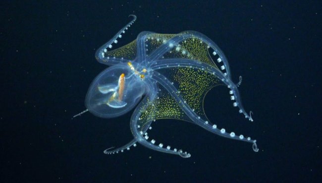 Ученые сняли на видео «стеклянного» осьминога: в животном мире ему нет аналогов. Фото.