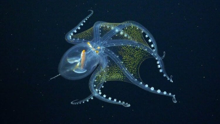 Ученые сняли на видео «стеклянного» осьминога: в животном мире ему нет аналогов. Тот самый прозрачный осьминог, которого удалось заснять на видео. Фото.