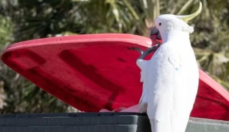 Австралийские попугаи учат друг друга воровать еду из мусорных баков. Роющиеся в мусорных баках попугаи теперь обычное явления для австралийского Сиднея. Фото.