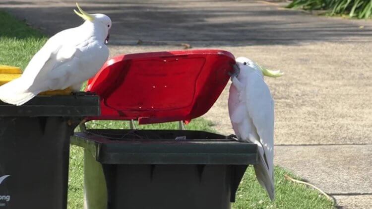 Как учатся птицы? Один попугай учит другого рыться в мусорных баках. Фото.