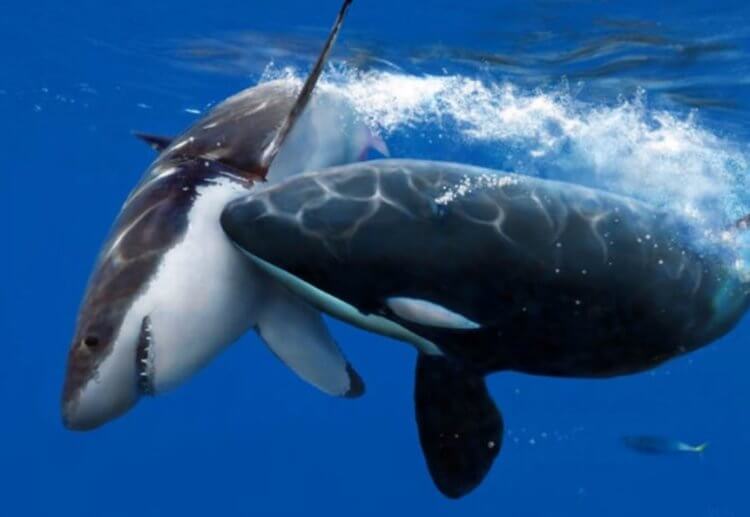 Насколько опасны акулы? Нападение косатки на акулу. Фото.
