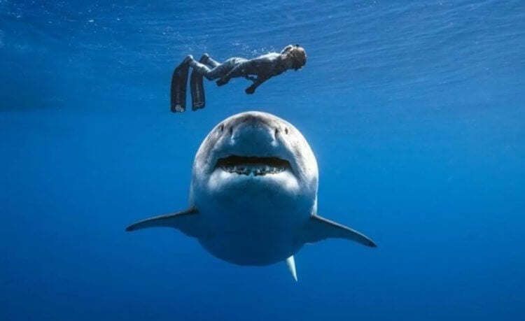 Акулы не нападают на людей, а просто «изучают» своими острыми зубами. Ученые утверждают что акулы не кровожадные, а просто любопытные существа. Фото.