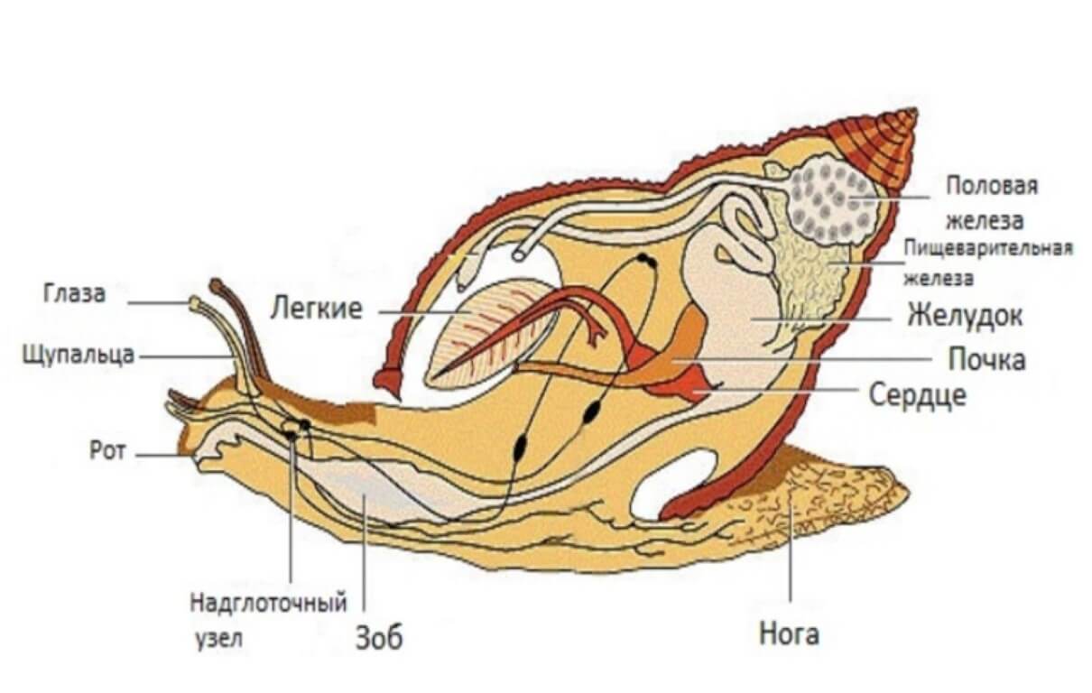 Схема строения брюхоногого моллюска
