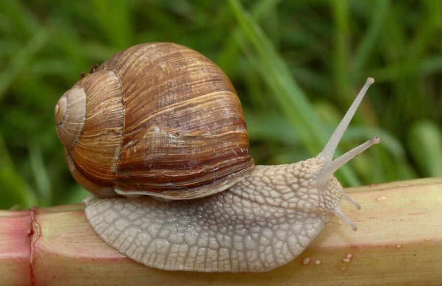 Особенности улиток. Виноградная улитка (Helix pomatia). Фото.