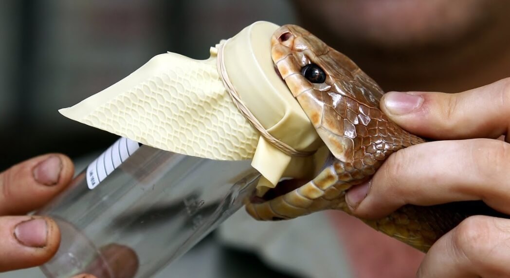 Лучшее средство для заживления ран. Новый клей явно будет стоить дорого, потому что в нем используется змеиный яд. Фото.