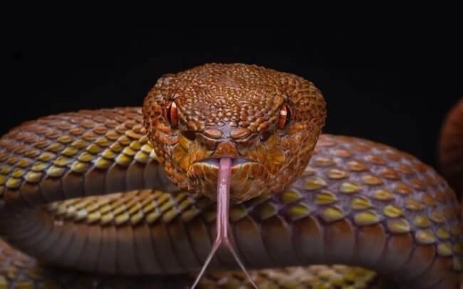 «Суперклей» из змеиного яда останавливает кровотечение за 45 секунд. Фото.