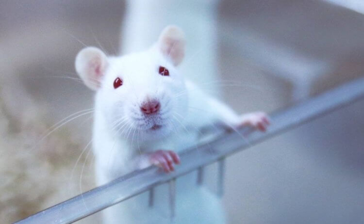 Лабораторная крыса картинка