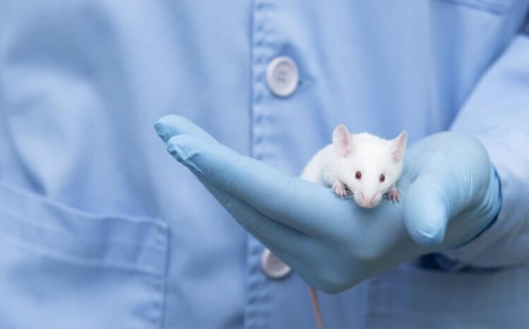 Новый метод лечения сахарного диабета. К сожалению, многие научные эксперименты проводятся на мышах. Фото.