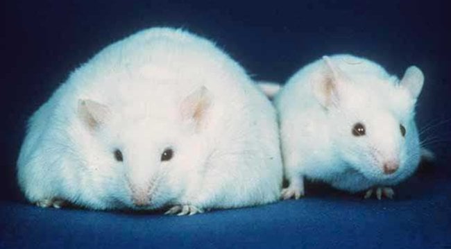 Лабораторные мыши могут «потеть жиром». Это самый простой способ похудеть. Фото.