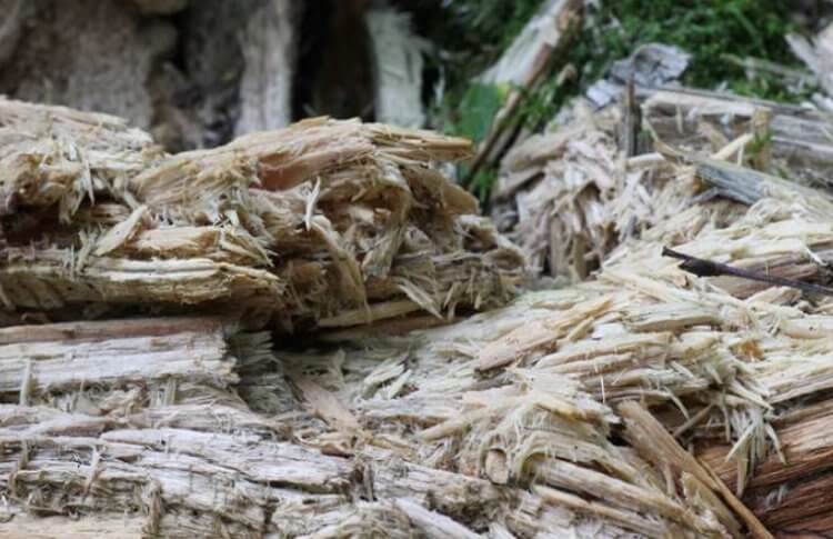 Как животные переваривают древесину? Бурогнильными называются грибы, которые способны разлагать древесину. Фото.
