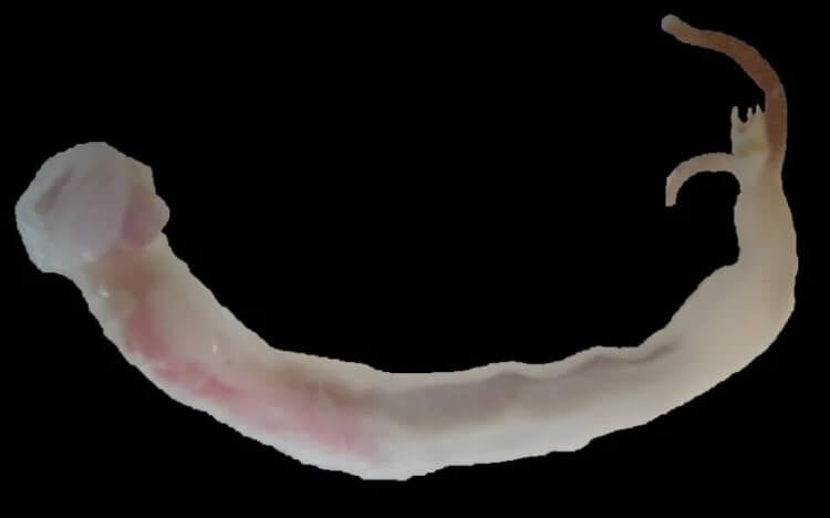 Кто такие корабельные черви? Корабельный червь вида Teredo navalis, также известный как шашень. Фото.