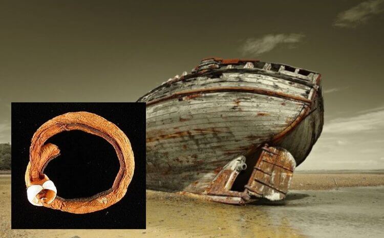 Почему корабельные черви — одни из самых загадочных животных в мире? Корабельные черви способны уничтожить плавательные средства в течение нескольких месяцев. Фото.