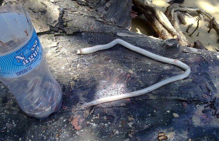 Кто такие корабельные черви? Корабельный червь, извлеченный из дерева в Бразилии. Фото.