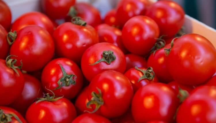 Как общаются растения? С ботанической точки зрения помидоры — это ягоды. Фото.