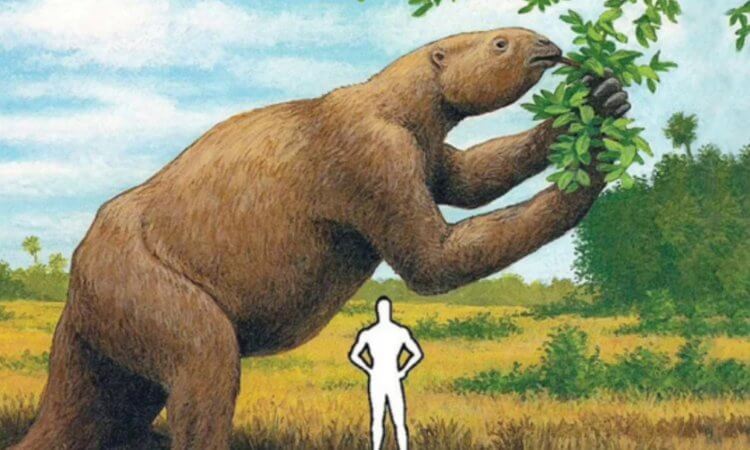 Огромная летучая мышь. Размер гигантского ленивца в сравнении с ростом взрослого человека. Фото.