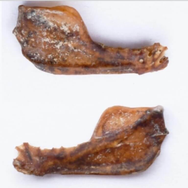 Огромная летучая мышь. Кости челюсти гигантской летучей мыши древних времен. Фото.