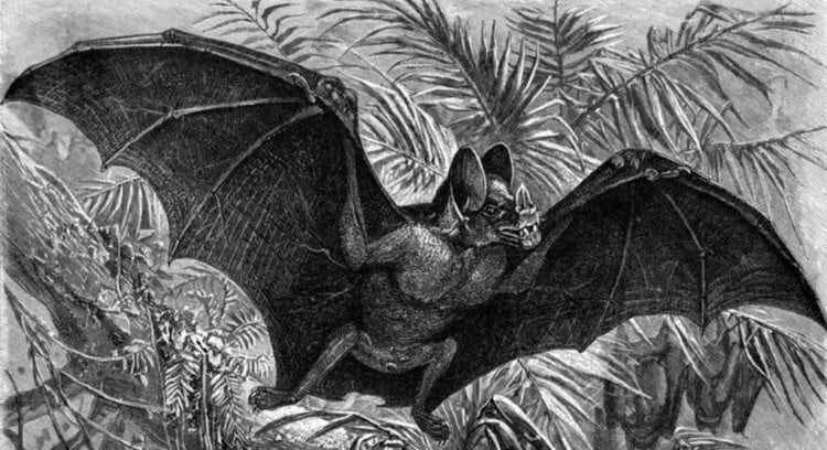 Огромная летучая мышь. Гигантский вампир (Desmodus draculae) в представлении художника. Фото.