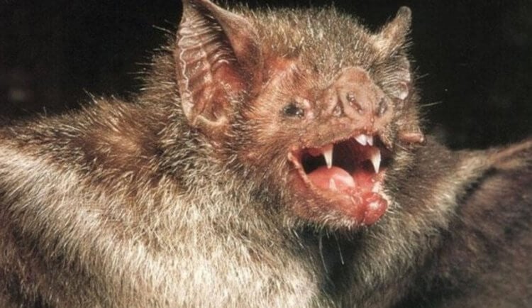 Летучие мыши-вампиры. Летучая мышь-вампир и ее острые зубки. Фото.