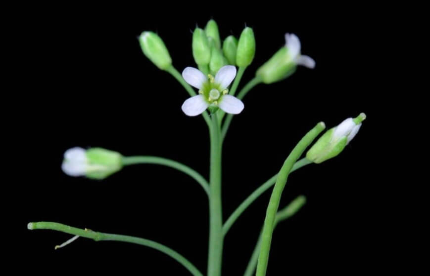 Резуховидки Таля часто используется в космических экспериментах. Фото.