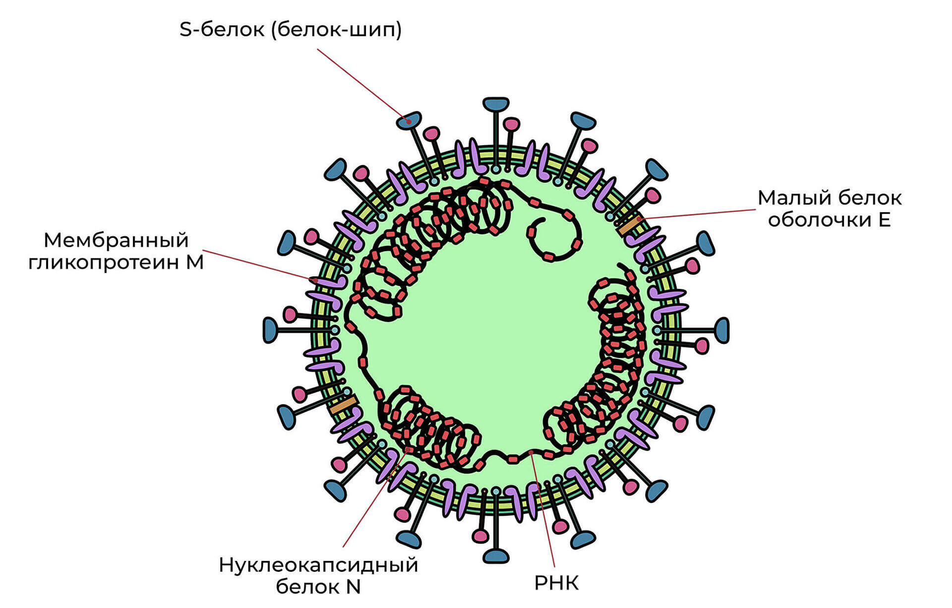 Коронавирус штаммы 2022. Коронавирус строение. Коронавирусструктура вирус. Коронавирус 19 строение вируса. Строение вируса SARS-cov-2.