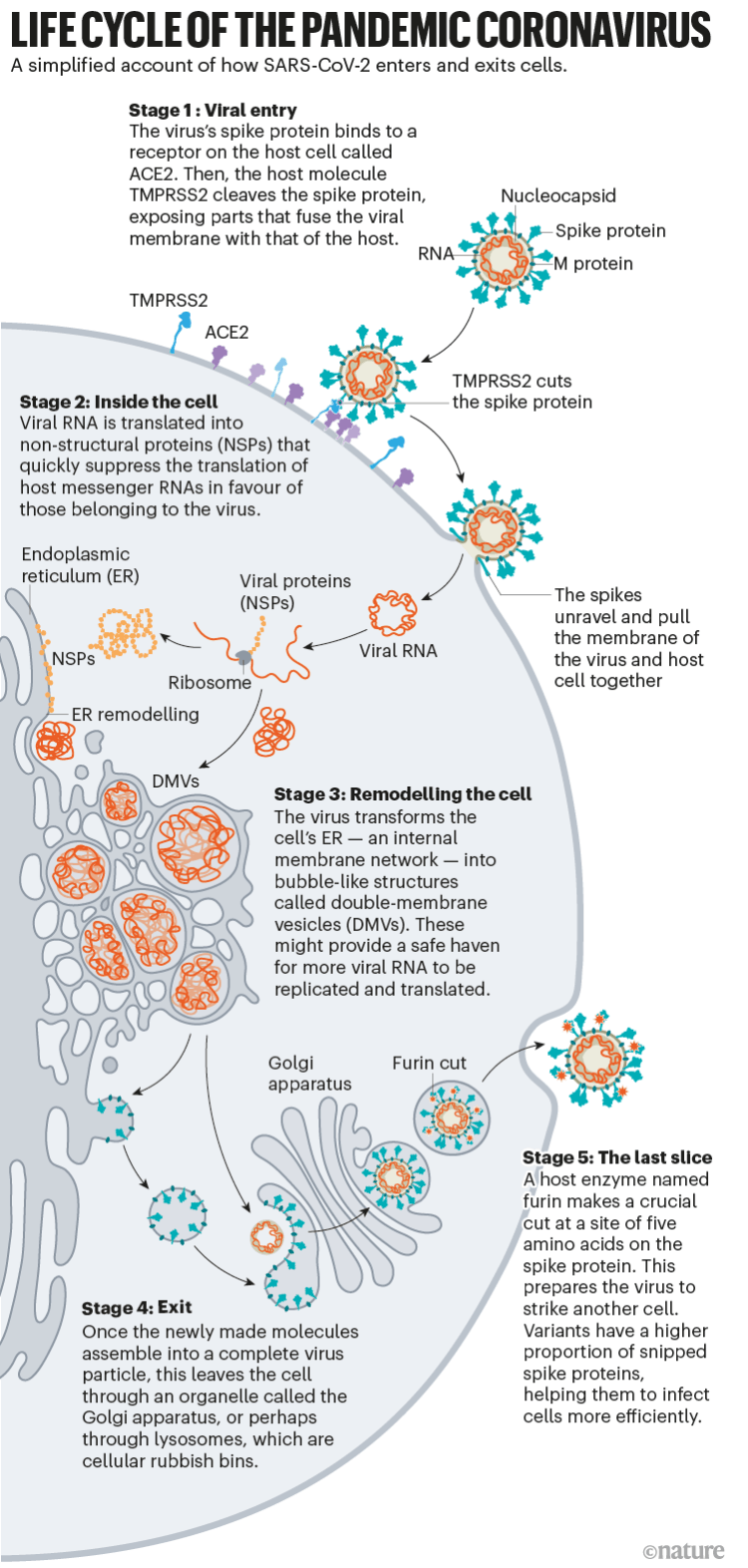 Чем вариант «Дельта» отличается от других? Жизненный цикл пандемического коронавируса: Инфографика, показывающая, как вирус проникает, адаптируется и выходит из клеток-хозяев. Фото.