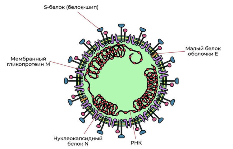 Как удалось создать эффективное лекарство от коронавируса. S-,белок отвечает за прикрепление вируса к рецепторам заражаемой клетки. Фото.