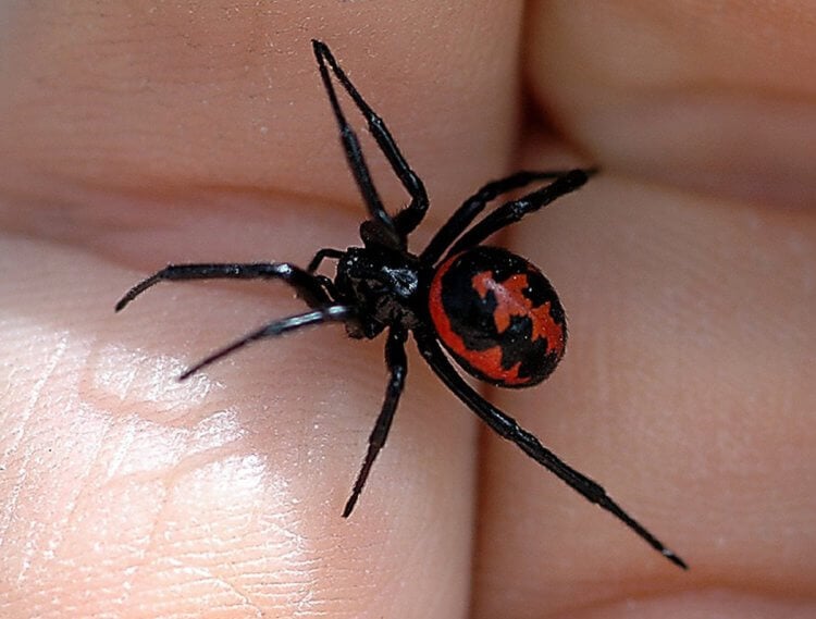 Каракурт — самый опасный паук Подмосковья. Каракурт — самый ядовитый паук из фауны России. Фото.