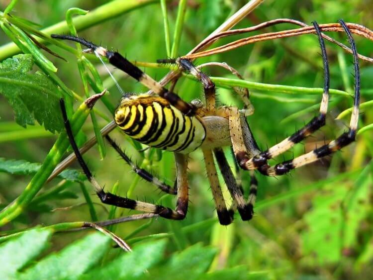 Каракурт — самый опасный паук Подмосковья. Укус паука-осы не смертелен, но вызывает сильную жгучую боль в месте укуса. Фото.