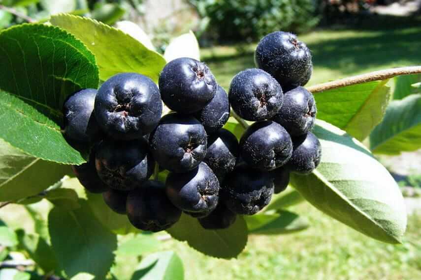 Сок черноплодной рябины по мнению немецких ученых уничтожает до 97% вирусов SARS-CoV-2. Фото.