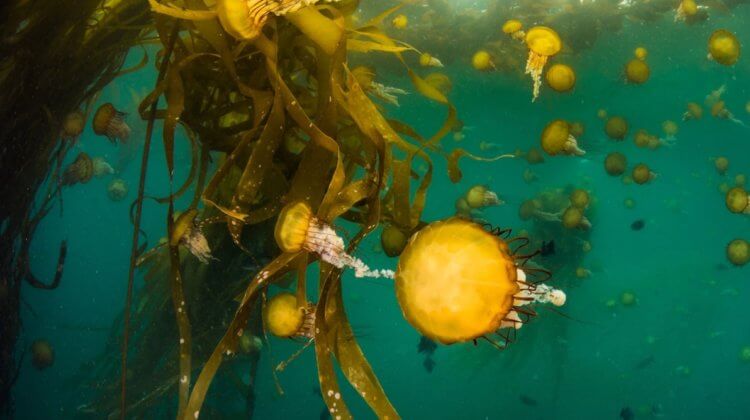 Как ученым удалось развести морских звезд. Исчезновение лесов водорослей приводит к вымиранию другой морской живности. Фото.