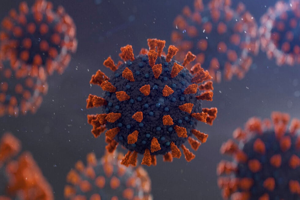 Как альпаки спасут мир от коронавируса благодаря немецким ученым. Немецкие ученые придумали доступное и эффективное средство нейтрализации коронавируса. Фото.