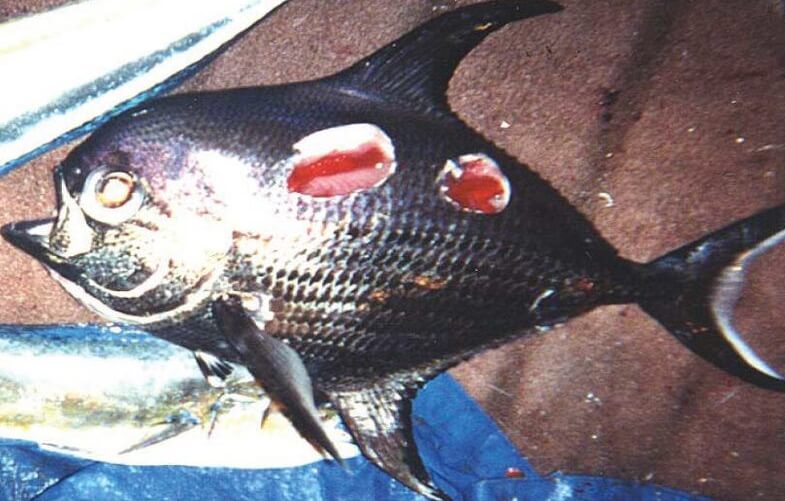 Укусы крошечных акул на теле морского леща. Фото.