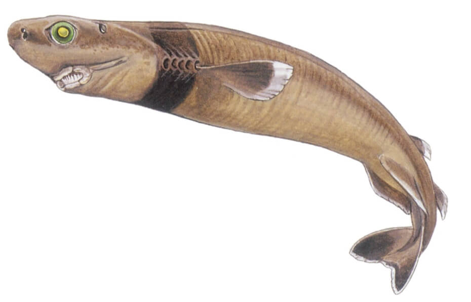 На этом изображении особенности строения светящихся акул видны лучше всего. Фото.