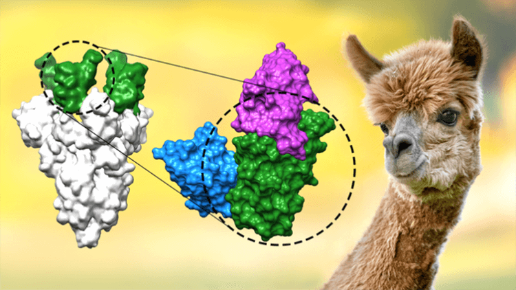 Перспективы лучшего средства от коронавируса. На рисунке показано, как два нанотела (синий и пурпурный) связываются с рецептор-связывающим доменом (зеленый) шипового белка коронавируса (серый), предотвращая таким образом заражение SARS-CoV-2. Фото.