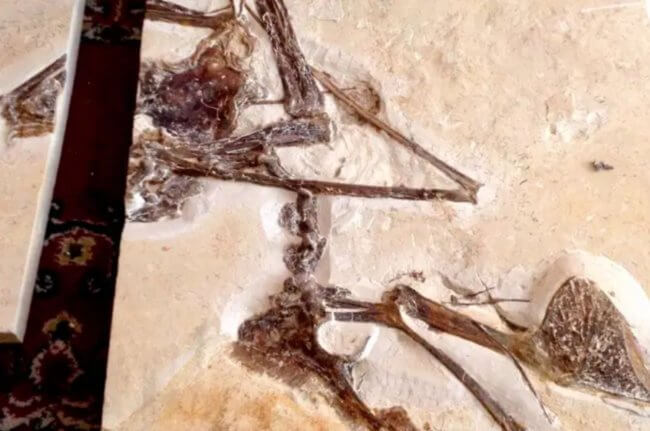 Найденная благодаря полиции окаменелость раскрыла секреты доисторических летающих рептилий. Фото.
