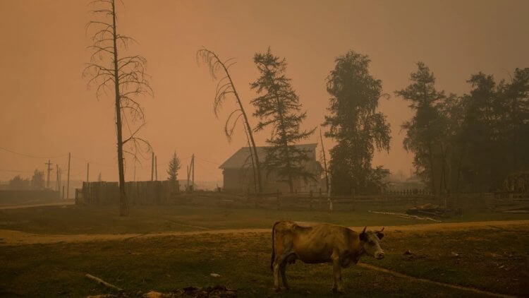 Пожары в Сибири последние несколько лет. Дым затянул местные села, окрасив небо в апокалиптический красноватый цвет. Фото.