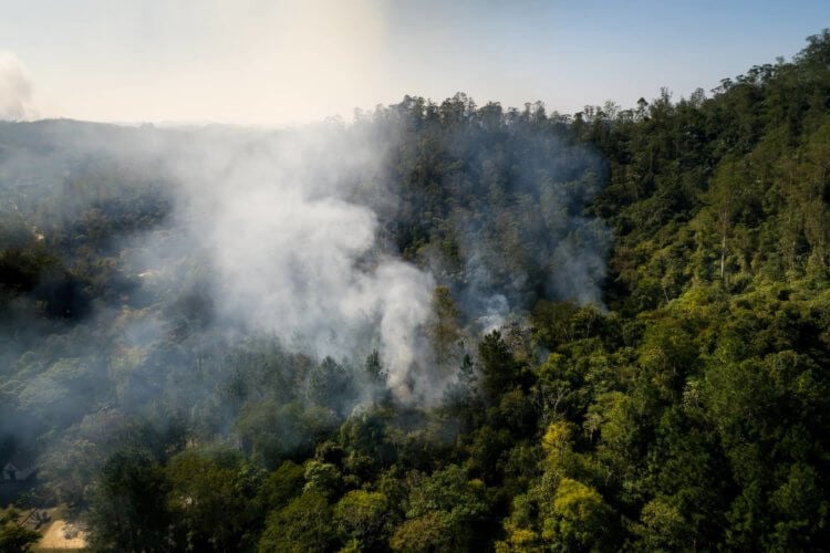 Климатический кризис 2021. Легкие планеты, тропические леса Амазонки стремительно исчезают, как из-за вырубки, так и из-за пожаров. Фото.