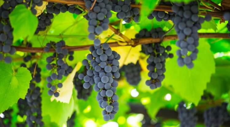 Брокколи — природное средство от онкологии. Природное вещество, которое содержится в винограде, помогает при лечении рака легких. Фото.