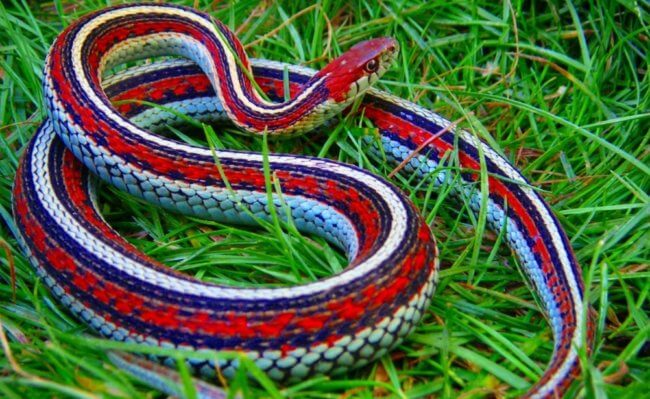 Самые красивые змеи в мире поселились в аэропорту Сан-Франциско. Фото.