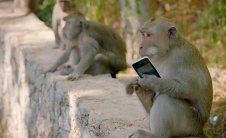 Сходство людей и обезьян. А некоторые обезьяны ворую вещи туристов и занимаются шантажом. Фото.