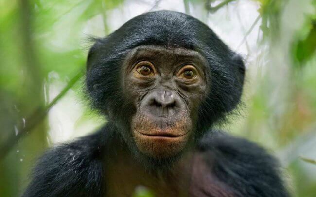 Правила этикета у обезьян: как они здороваются и прощаются? Фото.