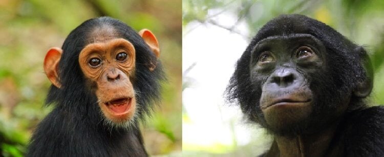Кто такие бонобо? Шимпанзе (слева) и бонобо (справа). Фото.