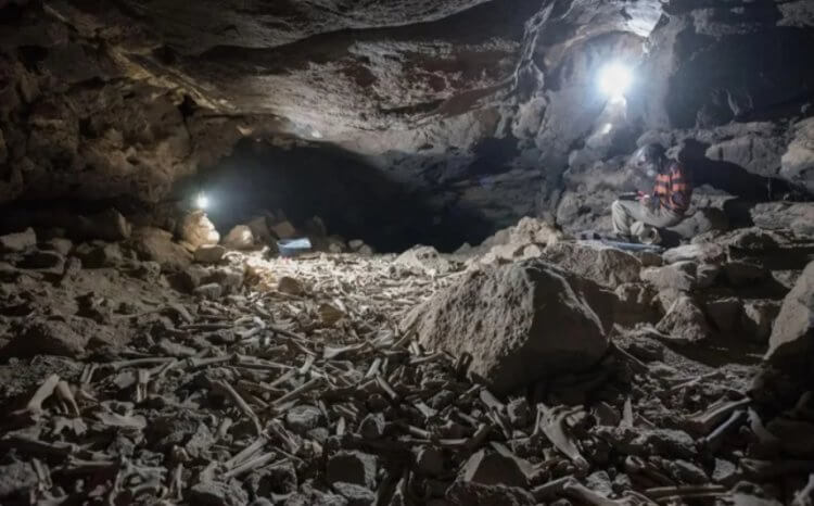Пещера с костями животных и людей. Исследователи внутри пещеры Умм Джирсан. Фото.