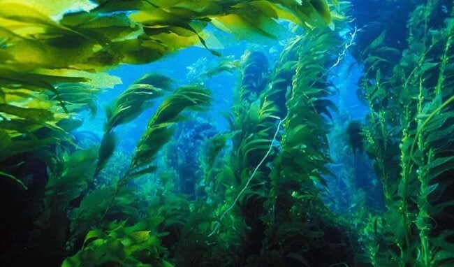 Чтобы спасти водоросли и атмосферу Земли, ученые искусственно разводят морских звезд. Фото.