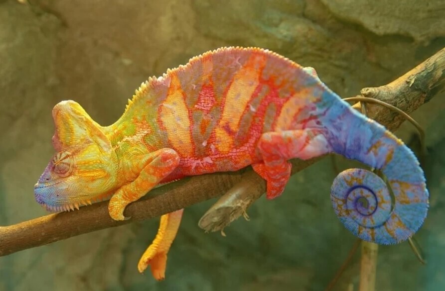 Конечно, до настоящего хамелеона роботу далеко, но результат уже впечатляет. Фото.