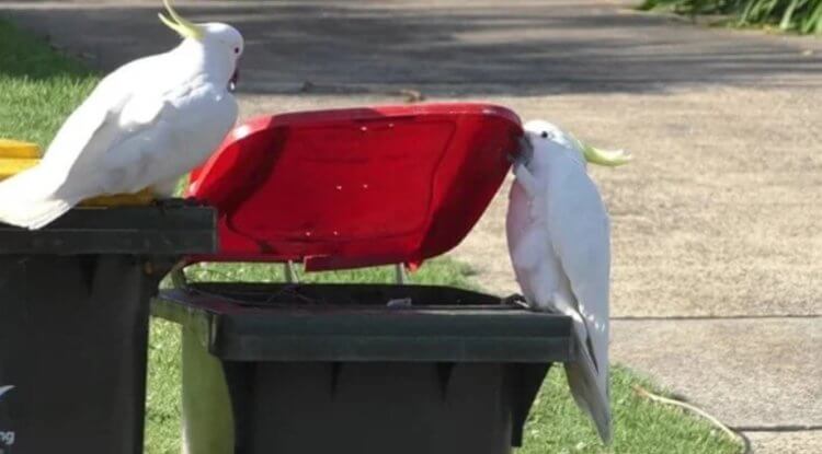 Как эволюция помогает животным? В городе животным действительно легче добывать еду. Недавно я рассказывал о том, как попугаи воруют еду из мусорных баков. Фото.