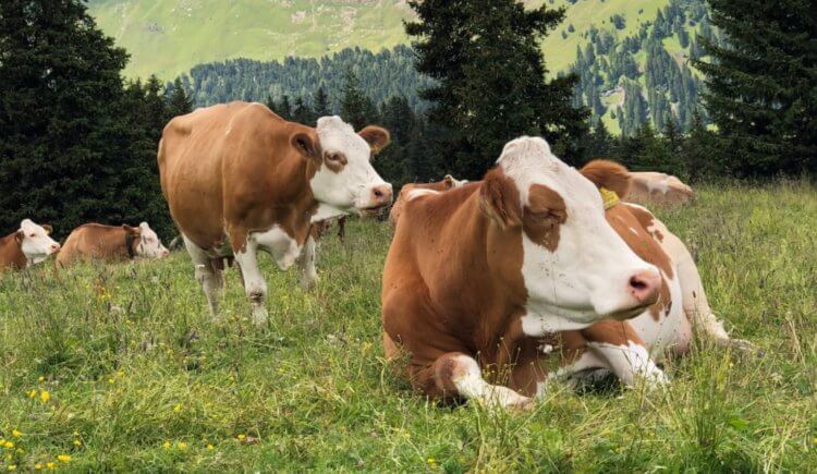 Как разрушается Земля? Коровы выделяют в воздух огромное количество метана, опасного парникового газа. Фото.