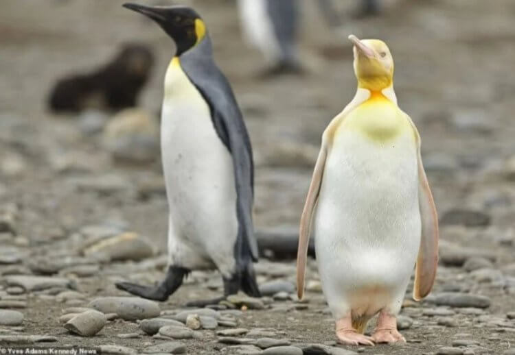 Что такое гражданская наука? Желтый пингвин, которого случайно увидел фотограф. Фото.