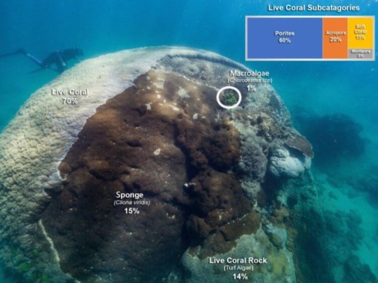Обнаружение гигантского коралла. Структура коралла. Фото.